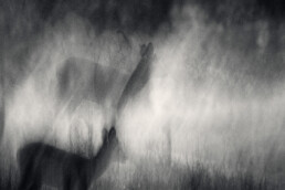 About an Elk and Other Deer. Nature Photography